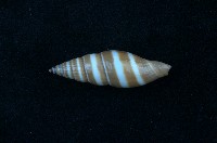 藏品(黑筆螺)的圖片